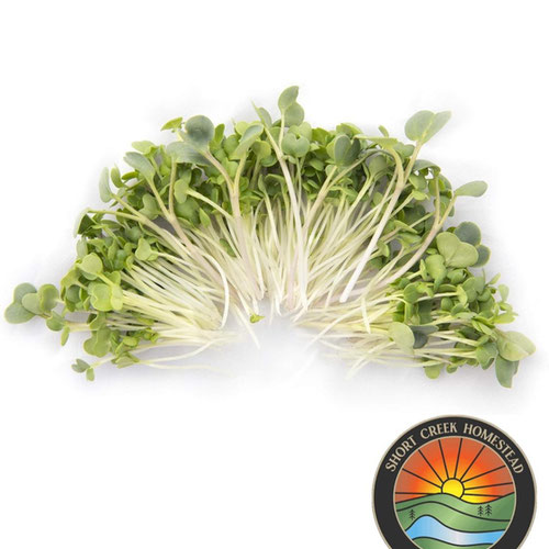 Asian Mix Microgreens | Grown in organic, nutrient-rich soil