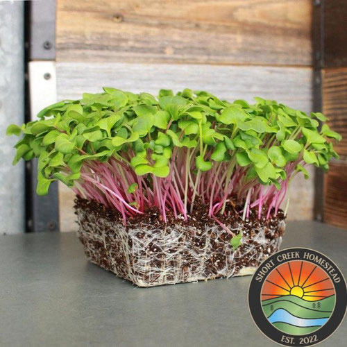 Triton Purple Radish |Grown in organic, nutrient-rich soil