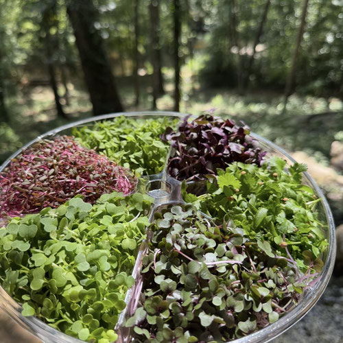 Microgreen Tasting Wheel Sampler | 6 Variety Mix | Grown in organic, nutrient-rich soil