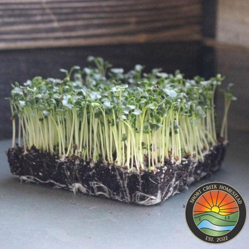 Kale Microgreens | Grown in organic, nutrient-rich soil