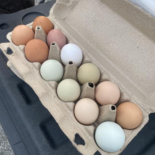Pasture Eggs | Non-GMO, No Corn, No Soy | Supplemented with Microgreens & Sprouts
