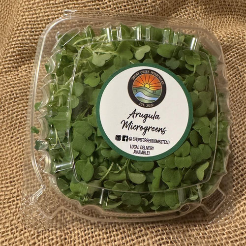 Arugula Microgreens | Grown in organic, nutrient-rich soil from Short Creek Homestead — Huntsville Food Hub