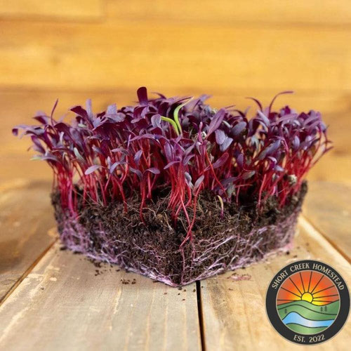 Beet Microgreens