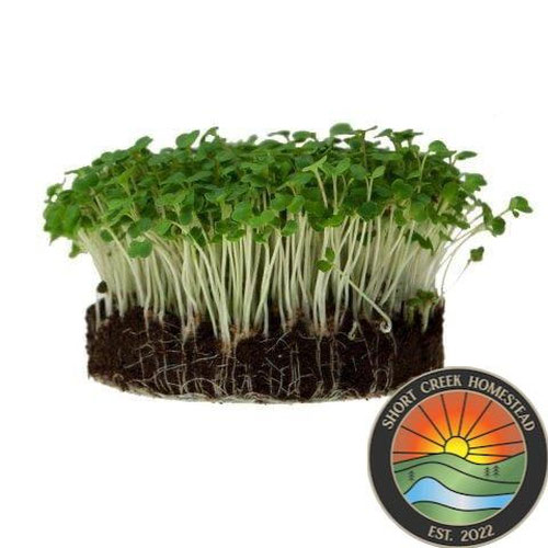 Arugula Microgreens | Grown in organic, nutrient-rich soil