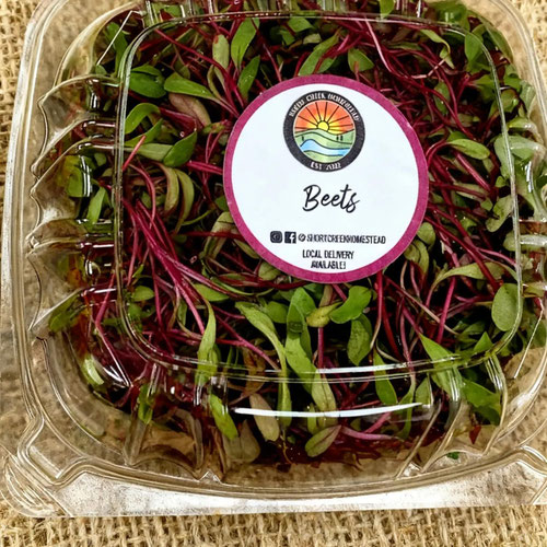 Beet Microgreens from Short Creek Homestead — Huntsville Food Hub