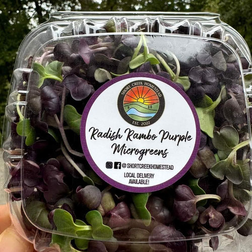Rambo Radish Microgreens | Grown in organic, nutrient-rich soil