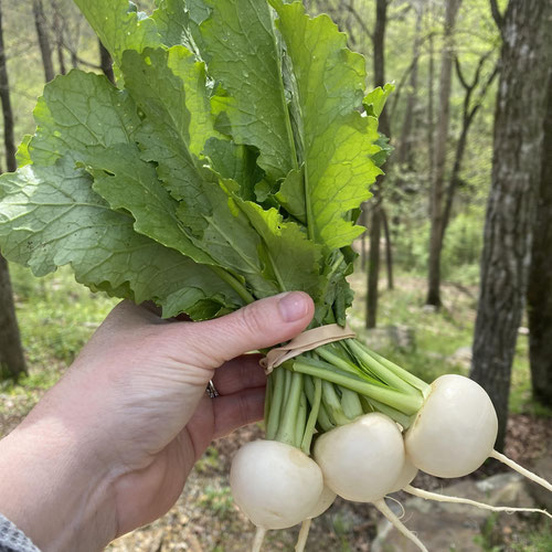 Hakurei Turnips | Naturally Grown