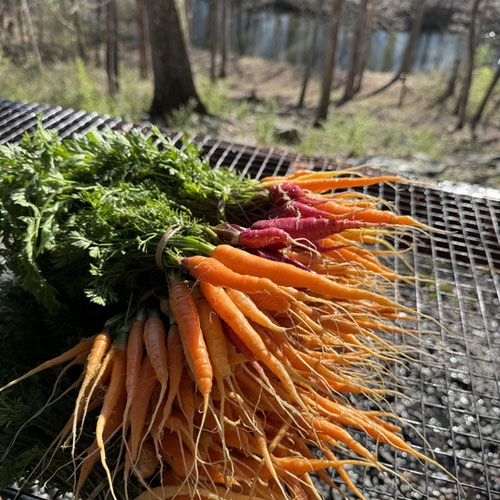 Baby Carrots | Naturally Grown 🥕
