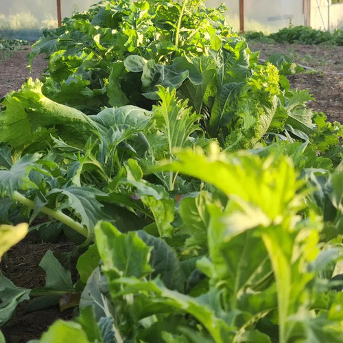 asian greens- bagged 6oz from 4G Farms — Huntsville Food Hub