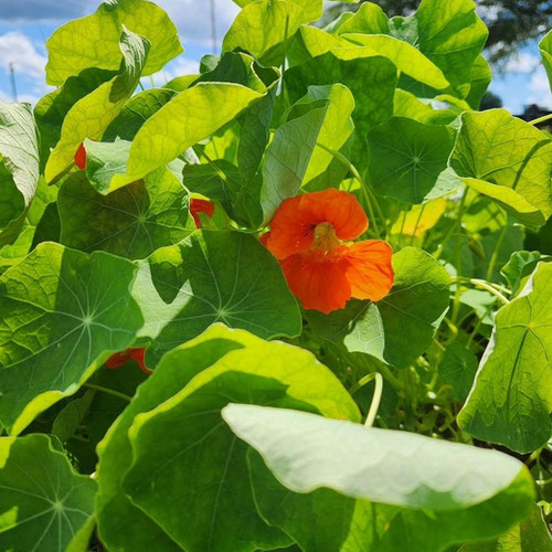 Nasturtium-1oz from 4G Farms — Huntsville Food Hub