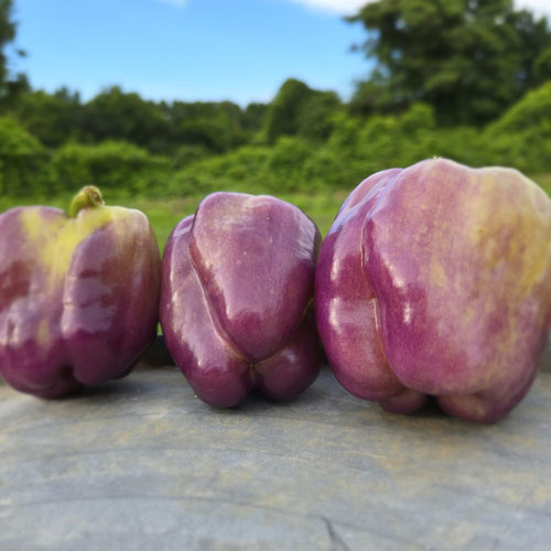 Purple Blot Bell pepper from 4G Farms — Huntsville Food Hub