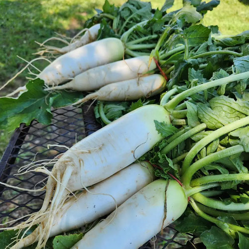 Daikon radish