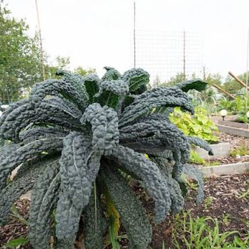 dino kale from 4G Farms — Huntsville Food Hub