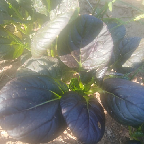 Baby purple pac choi 💜 from 4G Farms — Huntsville Food Hub