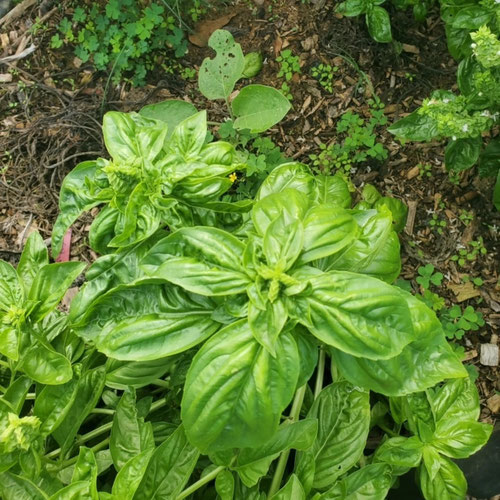 Italian Basil-1oz from 4G Farms — Huntsville Food Hub