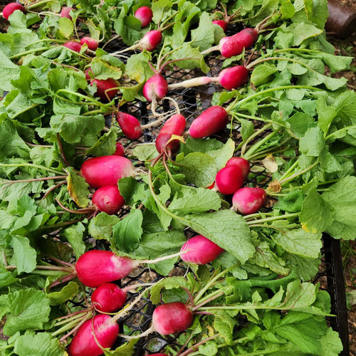 French Breakfast Radish