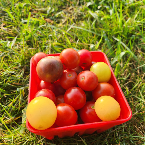 Cherry tomato-1pint from 4G Farms — Huntsville Food Hub