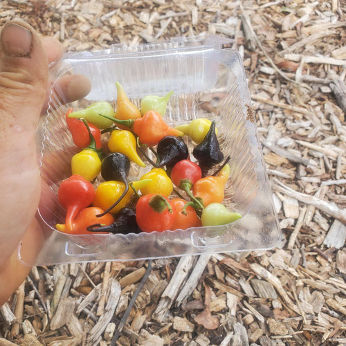Biquinho peppers from 4G Farms — Huntsville Food Hub