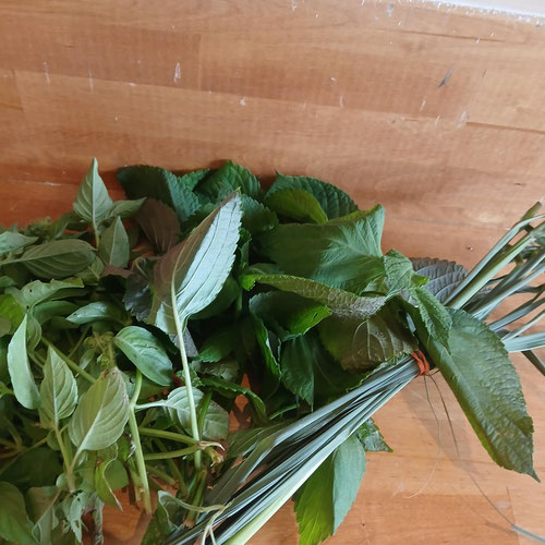 Asian Herb Kit from 4G Farms — Huntsville Food Hub