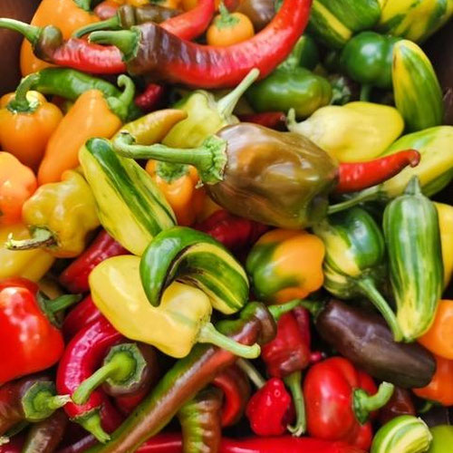 Sweet pepper mix from 4G Farms — Huntsville Food Hub