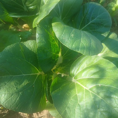 Green pac choi from 4G Farms — Huntsville Food Hub