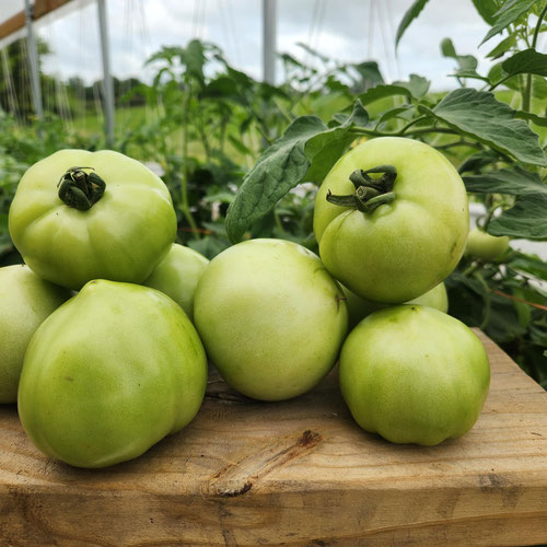 Green Tomatoes-1lb from 4G Farms — Huntsville Food Hub