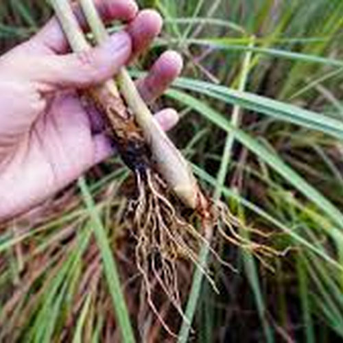 lemongrass