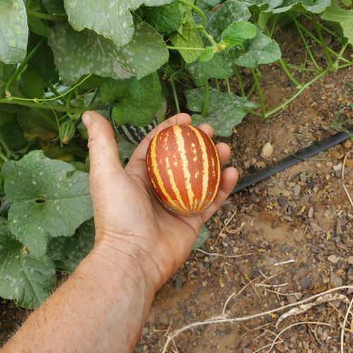 rich sweetness 138 melon from 4G Farms — Huntsville Food Hub