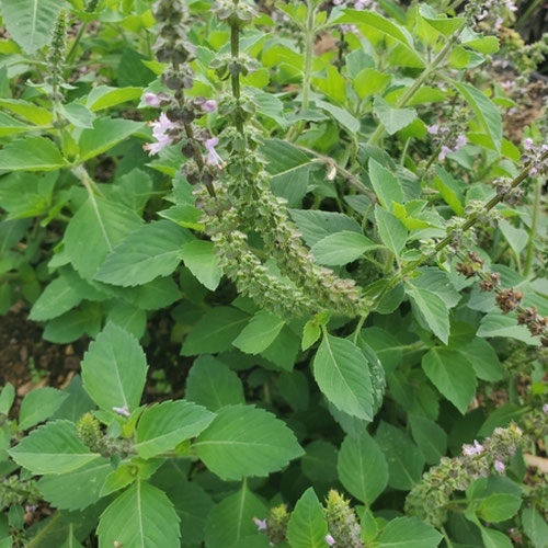 Tulsi Basil-1oz from 4G Farms — Huntsville Food Hub