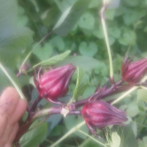 Roselle hibiscus caylix from 4G Farms — Huntsville Food Hub