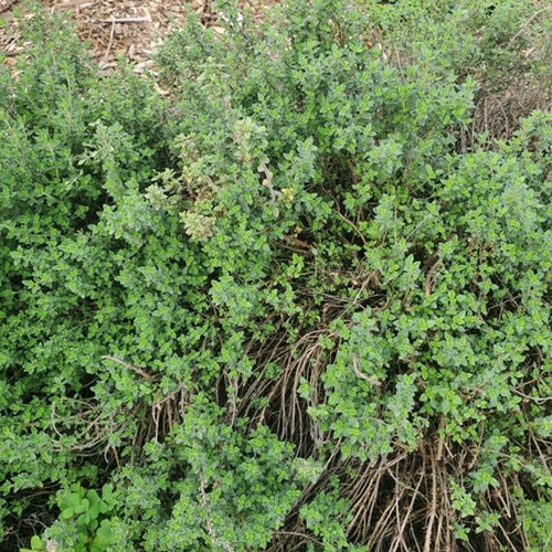 Thyme-1oz