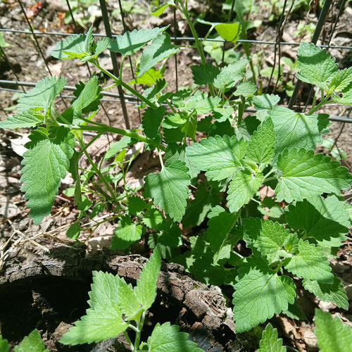 Catnip-1oz from 4G Farms — Huntsville Food Hub