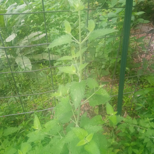 Catnip-1oz