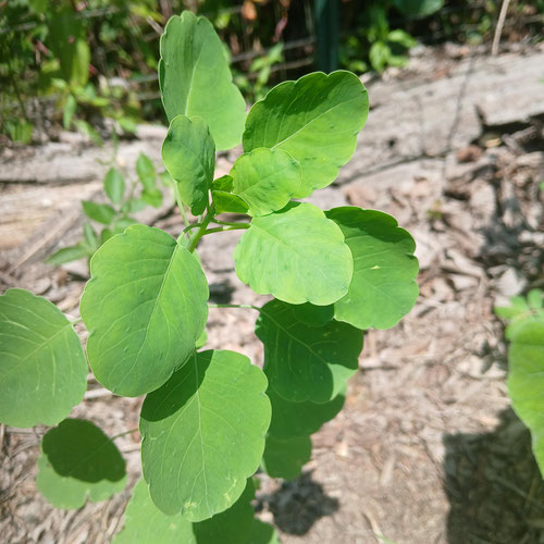 Papalo from 4G Farms — Huntsville Food Hub
