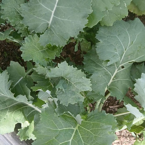 Kale