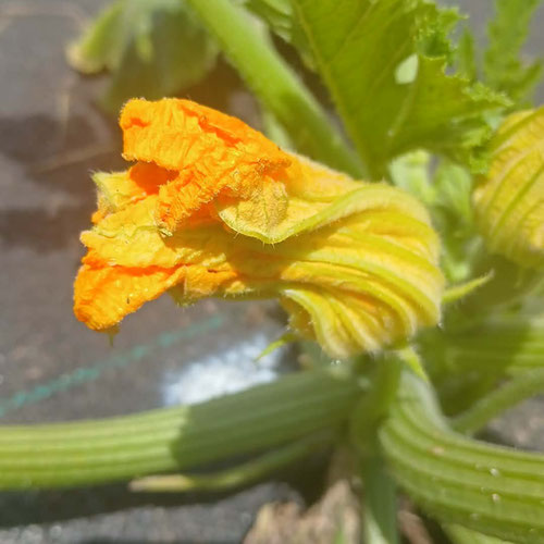 Squash Blossom- 1 from 4G Farms — Huntsville Food Hub