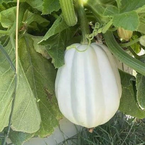mashed potato squash from 4G Farms — Huntsville Food Hub