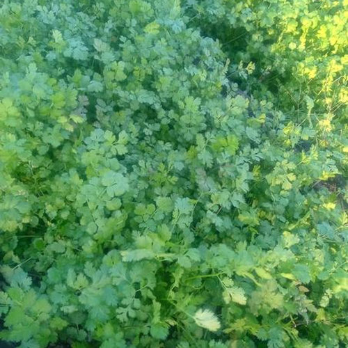 Cilantro-1oz