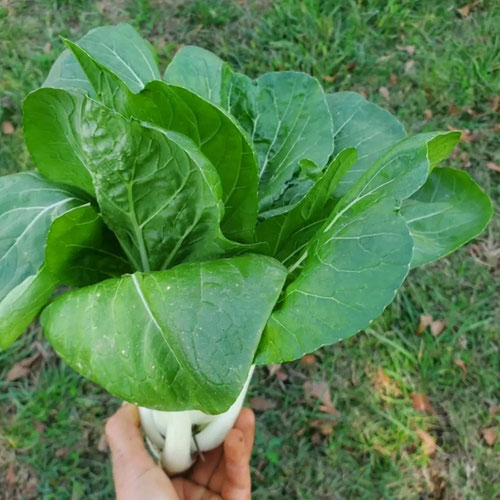 Baby pak choi from 4G Farms — Huntsville Food Hub