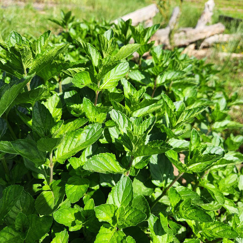 Peppermint- 1oz from 4G Farms — Huntsville Food Hub