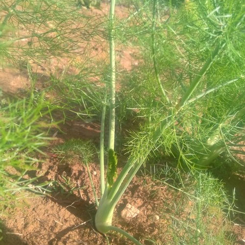 Fennel from 4G Farms — Huntsville Food Hub