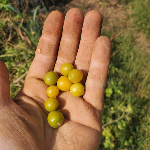 Ground cherries from 4G Farms — Huntsville Food Hub