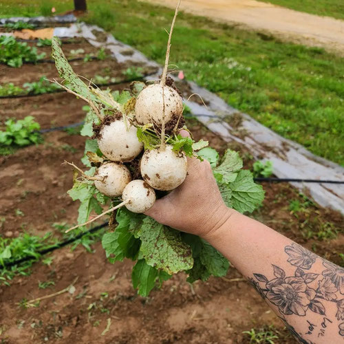 Hakurai turnips