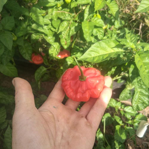 aji chachua pepper from 4G Farms — Huntsville Food Hub