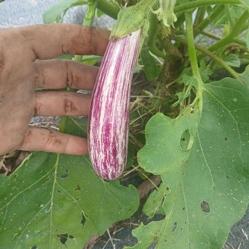 Japanese eggplant from 4G Farms — Huntsville Food Hub