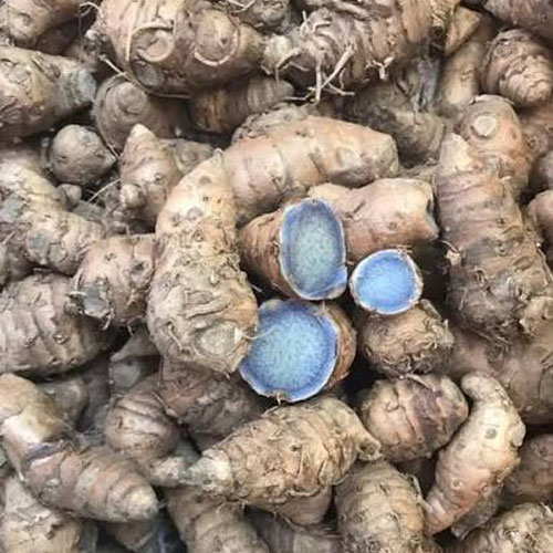 Black turmeric from 4G Farms — Huntsville Food Hub