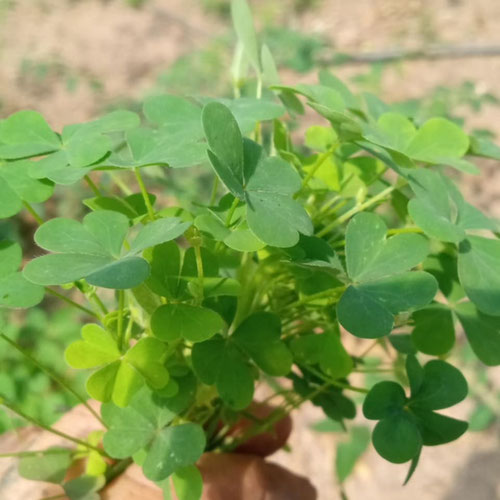 Oxalis-1oz