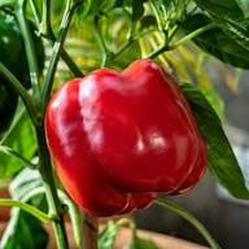 red bell pepper from 4G Farms — Huntsville Food Hub