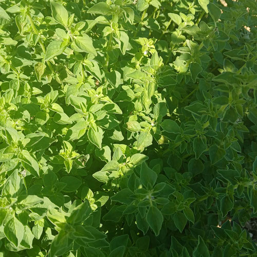 Oregano-1oz from 4G Farms — Huntsville Food Hub
