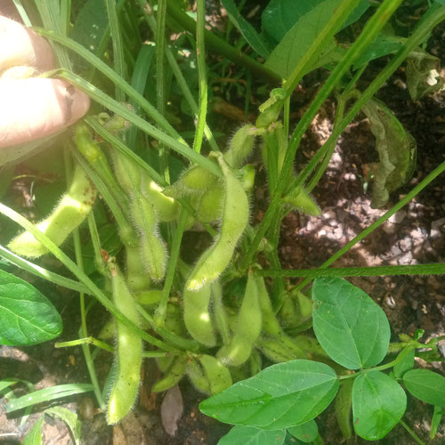 Edamame from 4G Farms — Huntsville Food Hub